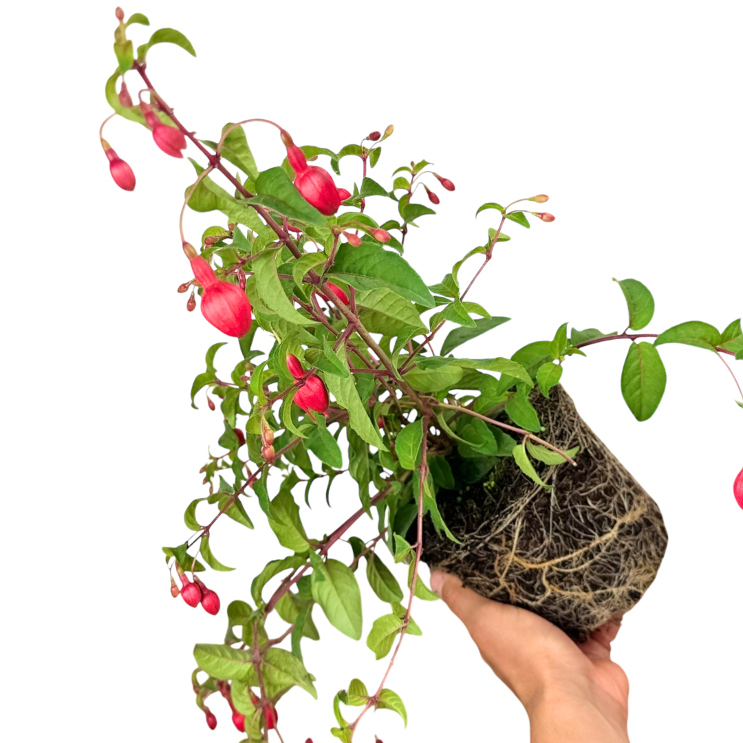 Fuchsia Snowcap