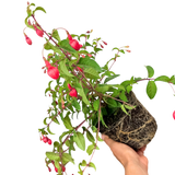 Fuchsia Snowcap