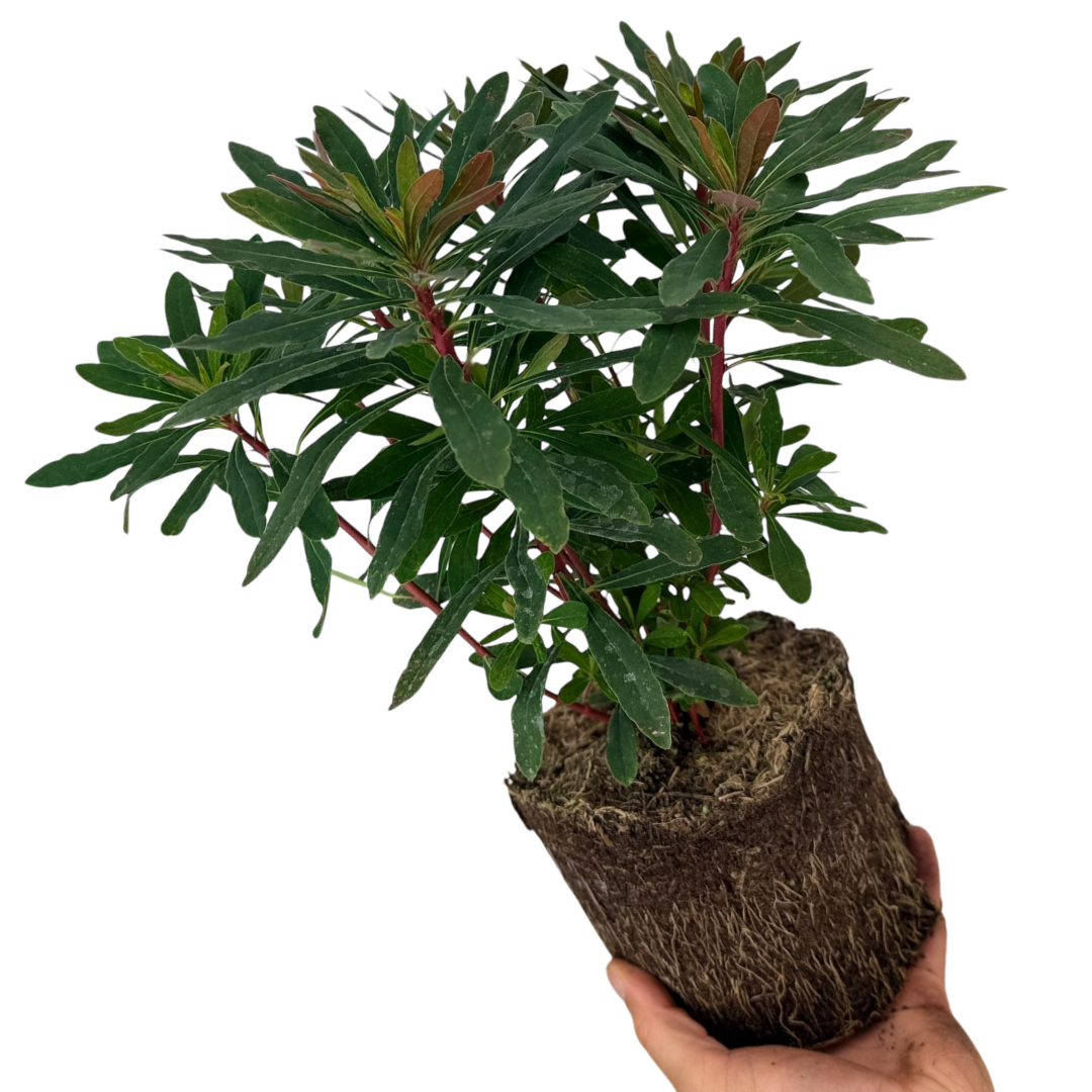 Euphorbia Purpurea