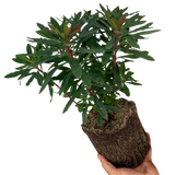 Euphorbia Purpurea