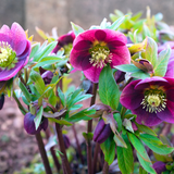 Hellebore Frostkiss Pippas Purple
