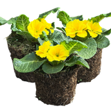 Primrose Yellow