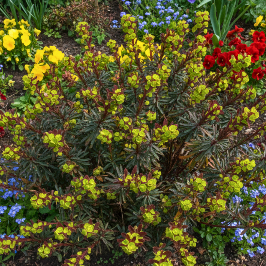 Euphorbia Purpurea