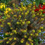 Euphorbia Purpurea
