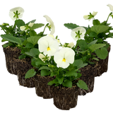 Upright Pansy Delta Pro Clear White