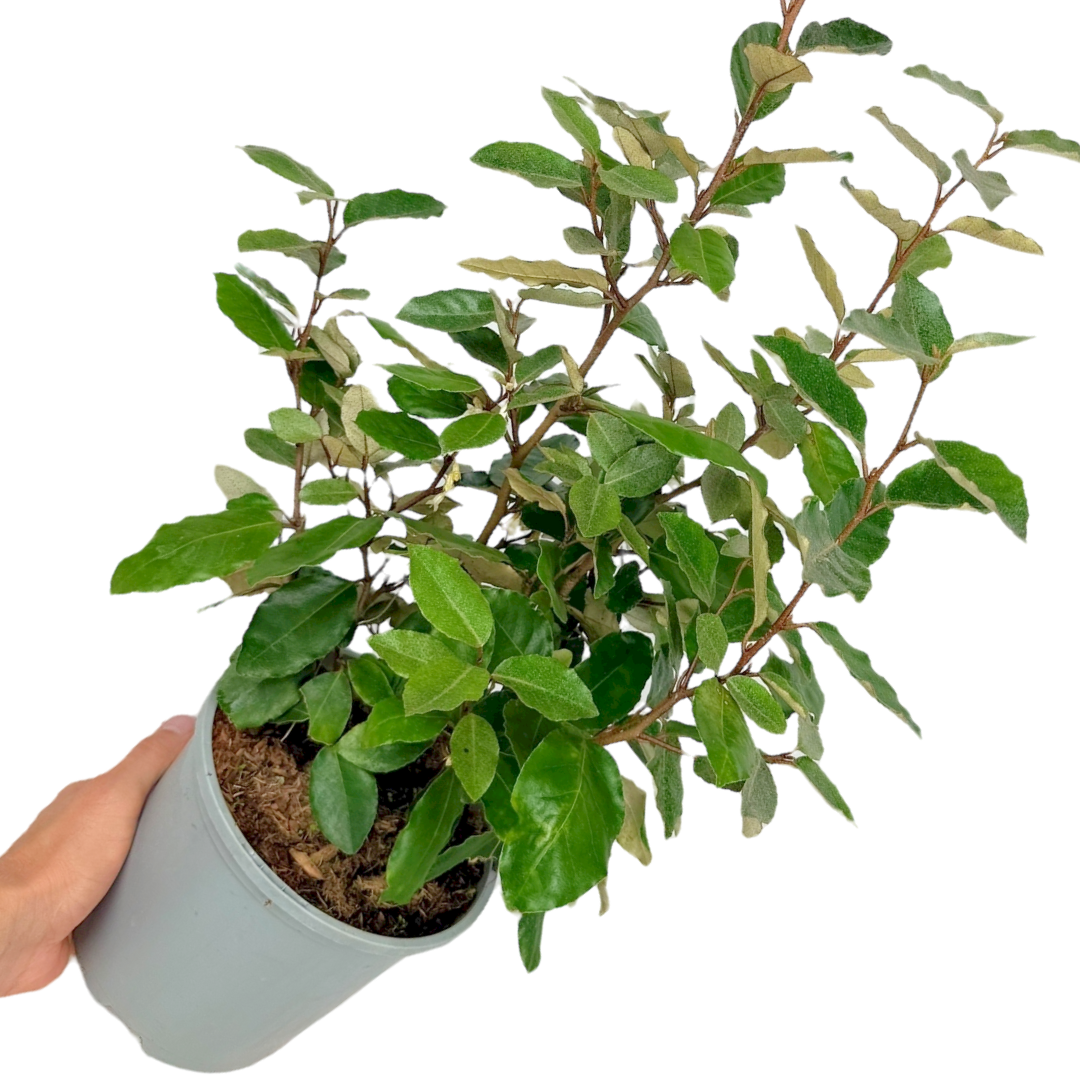 Elaeagnus Ebbingei
