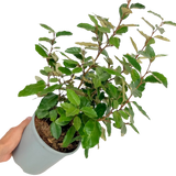 Elaeagnus Ebbingei