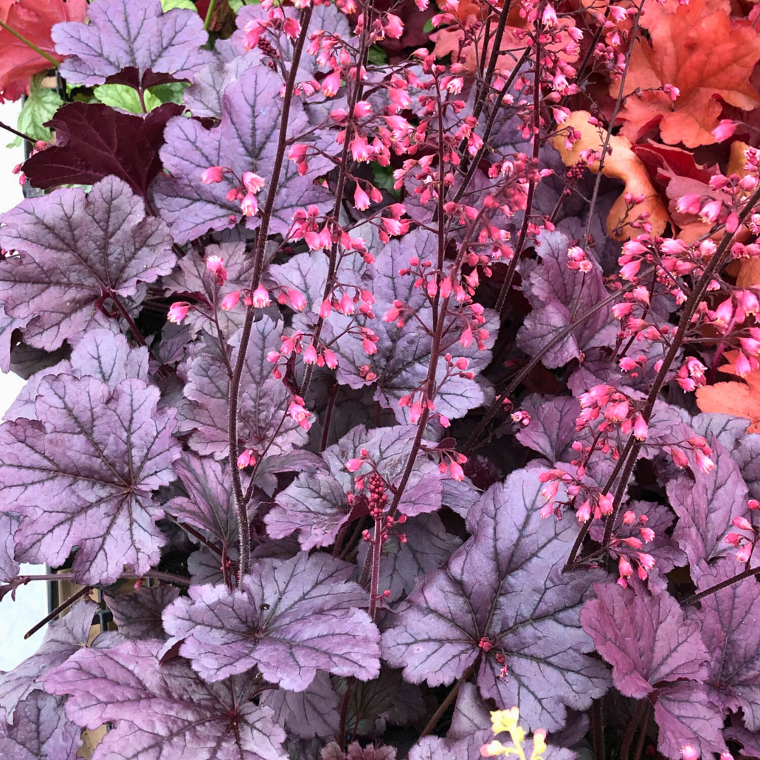 Heuchera Grape Timless