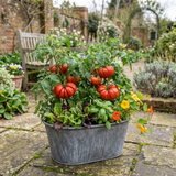 Set of 3 or 6 Large Plants - Tomato Supersteak Variety, Ready to Plant in Your Garden