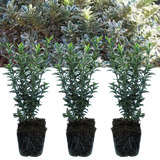 EUONYMUS MICROPHYLLUS ALBOVARIEGATUS