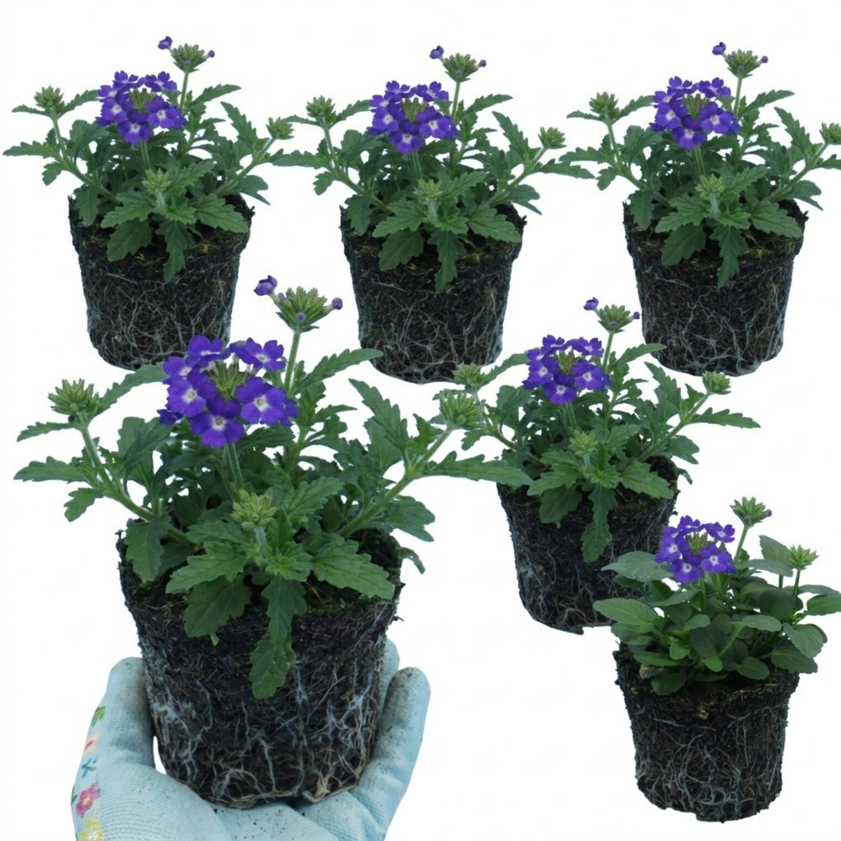 Set of 3 or 6 Trailing Verbena Blue Eye Plants, Summer Flowering Hanging Basket Ready, Outdoor Garden Ready, 10.5cm Root-Ball