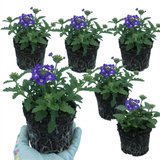 Set of 3 or 6 Trailing Verbena Blue Eye Plants, Summer Flowering Hanging Basket Ready, Outdoor Garden Ready, 10.5cm Root-Ball
