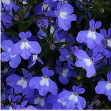 Set of 3 or 6 Large Lobelia Plants - Sweet Springs Dark Blue, Ready to Plant in Your Garden