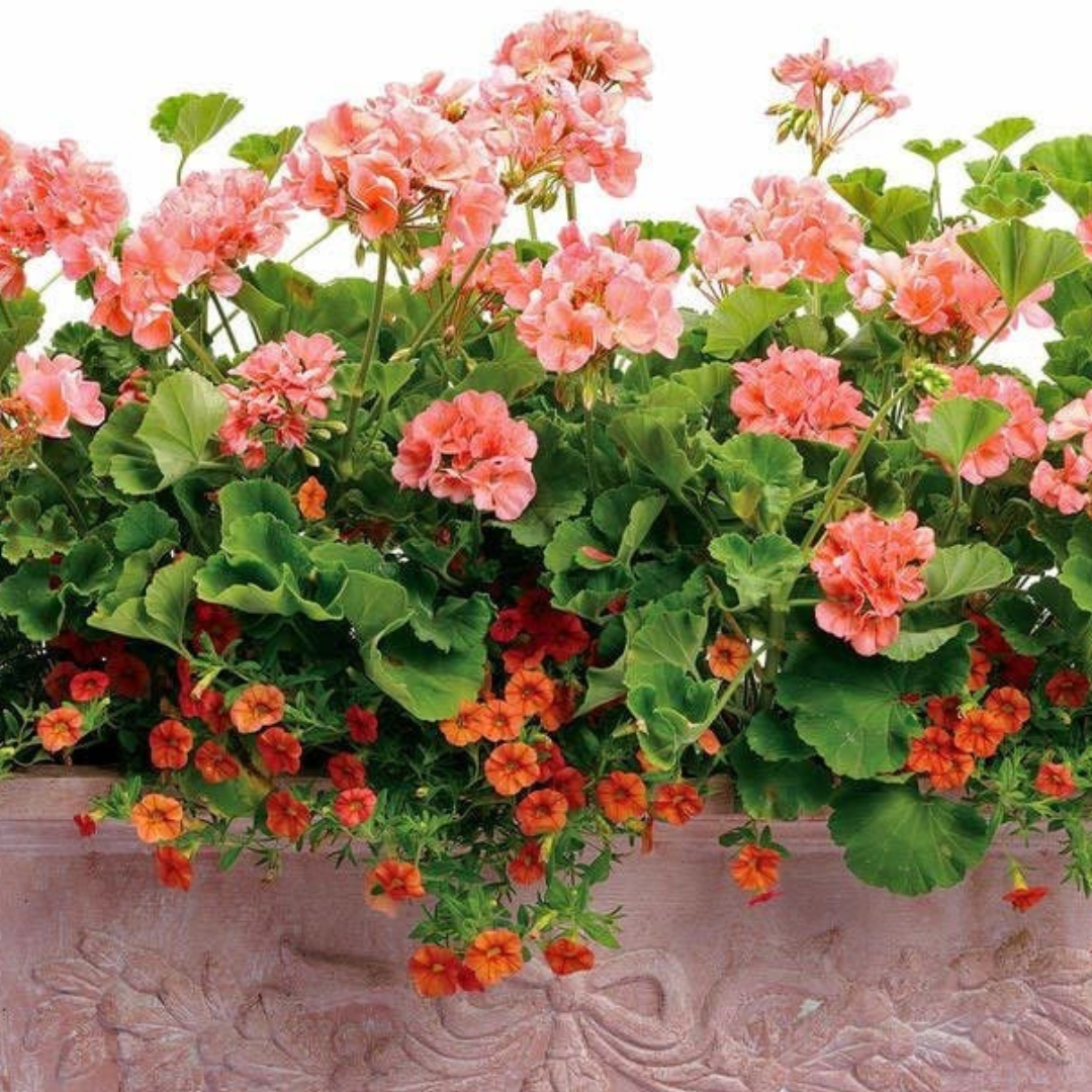 Set of 3 or 6 Large Plants-Garden Ready Pelargonium Toscana Dolce Vita Emma or Smart Lenja