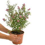 1 Large Plant - Symphoricarpos Magical Winterberry, Outdoor Garden Ready, 3L Pot