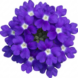 Set of 3 or 6 Trailing Verbena Blue Eye Plants, Summer Flowering Hanging Basket Ready, Outdoor Garden Ready, 10.5cm Root-Ball