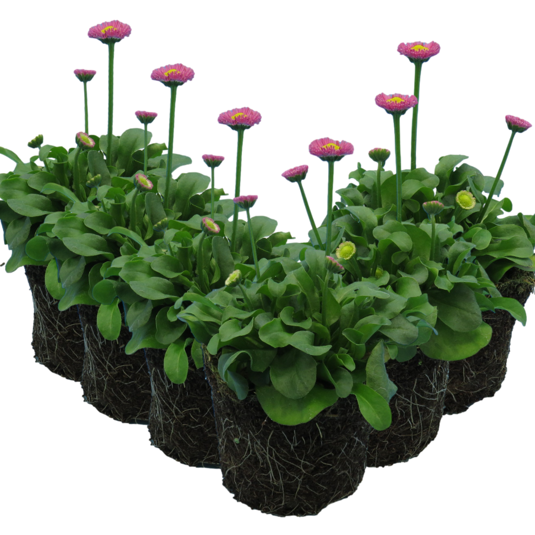 Bellis Rose