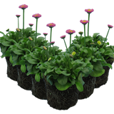 Bellis Rose