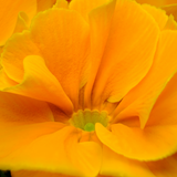 Primrose Orange