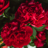 Carnation Dark Red