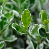 Euonymus Kathy