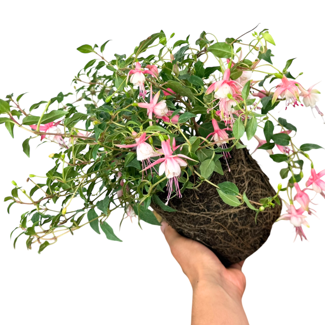 Fuchsia Alice Hoffman - Frankton's