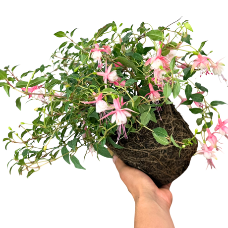 Fuchsia Alice Hoffman - Frankton's