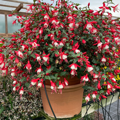 Fuchsia Diva Cherry and White - Frankton's