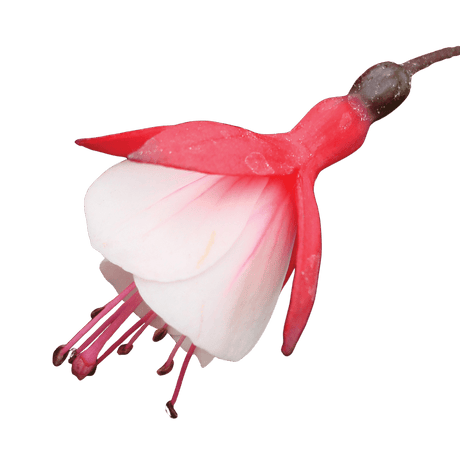 Fuchsia Diva Cherry and White - Frankton's