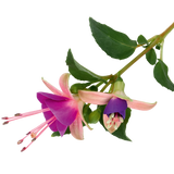 Fuchsia Diva Light Pink and Purple - Frankton's