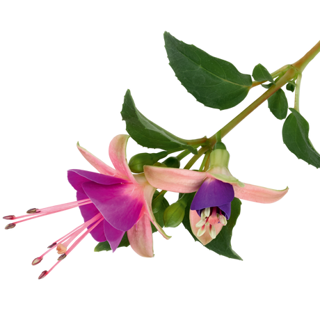 Fuchsia Diva Light Pink and Purple - Frankton's