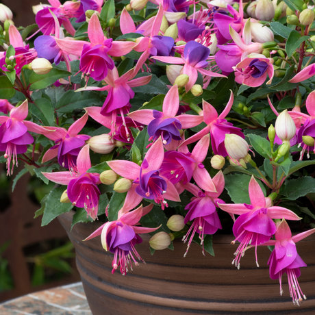 Fuchsia Diva Light Pink and Purple - Frankton's