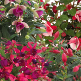 Fuchsia Diva Random Colour Mix - Frankton's