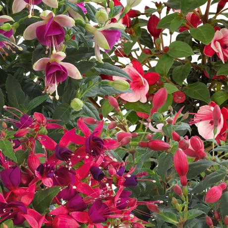 Fuchsia Diva Random Colour Mix - Frankton's
