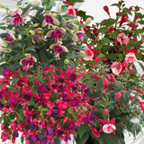 Fuchsia Diva Random Colour Mix - Frankton's