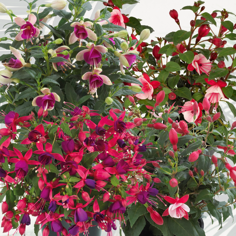 Fuchsia Diva Random Colour Mix - Frankton's
