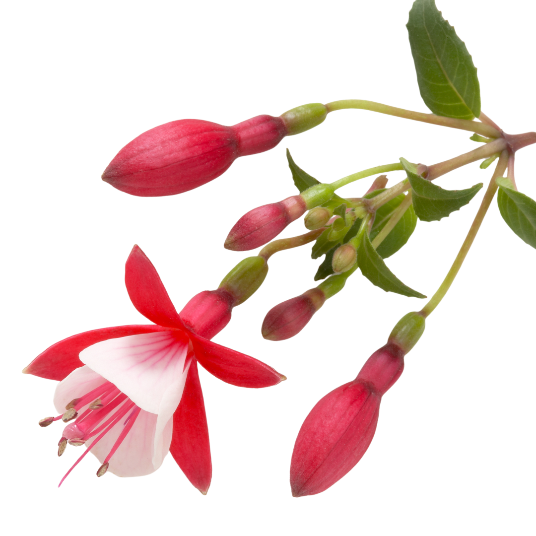 Fuchsia Diva Red and White - Frankton's