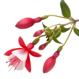 Fuchsia Diva Red and White - Frankton's