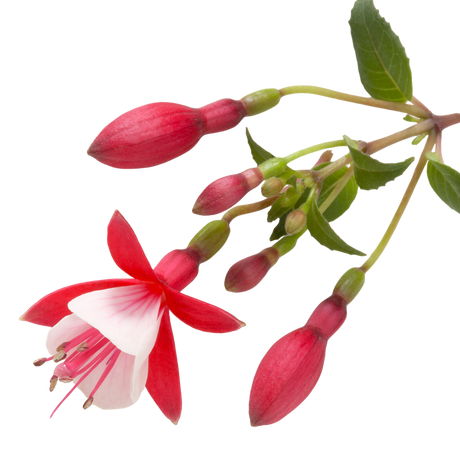 Fuchsia Diva Red and White - Frankton's