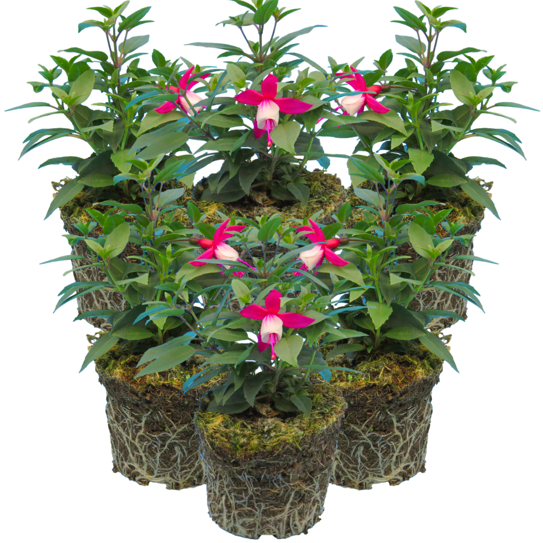 Fuchsia Diva Red and White - Frankton's