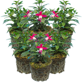 Fuchsia Diva Red and White - Frankton's