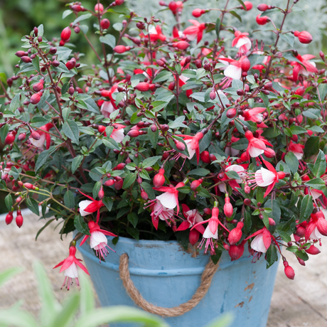 Fuchsia Diva Red and White - Frankton's