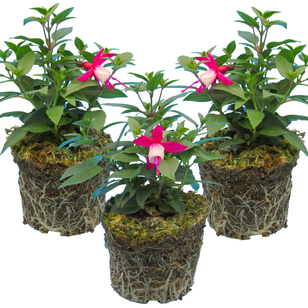 Fuchsia Diva Red and White - Frankton's