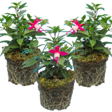 Fuchsia Diva Red and White - Frankton's