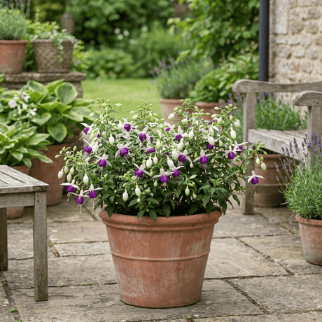 Fuchsia Diva White and Violet - Frankton's