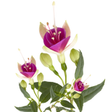 Fuchsia Diva White and Violet - Frankton's