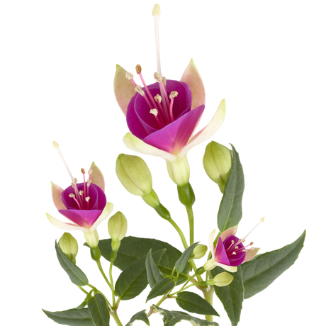 Fuchsia Diva White and Violet - Frankton's