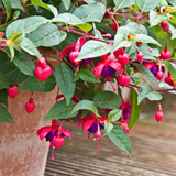 Fuchsia Dollar Princess - Frankton's