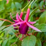 Fuchsia Mrs Popple - Frankton's