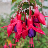 Fuchsia Mrs Popple - Frankton's